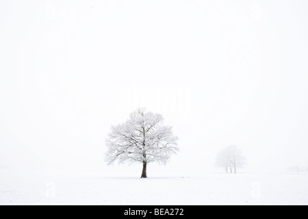 Berijpte Eenzame eiken dans uiterwaarden lege witte wereld. Chênes solitaires dans le monde blanc vide avec de lourdes jack frost en hiver. Banque D'Images