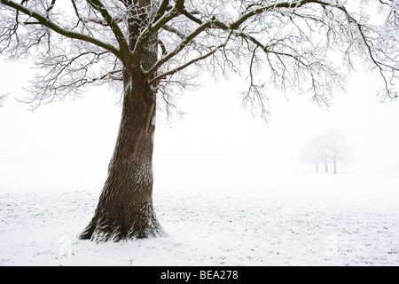 Berijpte Eenzame eiken dans uiterwaarden lege witte wereld. Chênes solitaires dans le monde blanc vide avec de lourdes jack frost en hiver. Banque D'Images