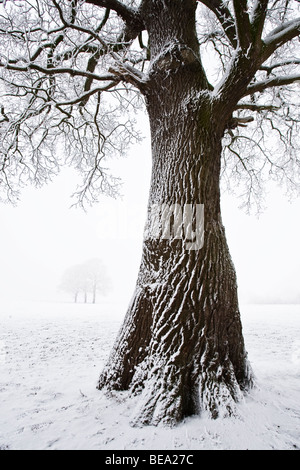 Berijpte Eenzame eiken dans uiterwaarden lege witte wereld. Chênes solitaires dans le monde blanc vide avec de lourdes jack frost en hiver. Banque D'Images