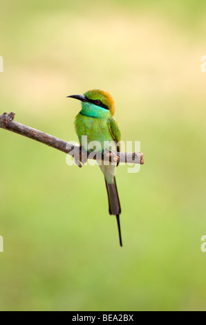 Green Bee Eater dans parc national de Yala au Sri Lanka Banque D'Images