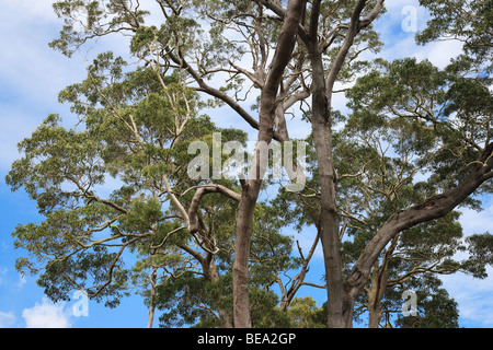 Arbre généalogique Koa à Hawaï Banque D'Images