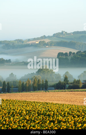 Lever du soleil et brumeux matin dans la campagne près de Castelmoron, Vallée du Lot, Aquitaine, France Banque D'Images