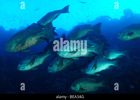 L'École de poisson vivaneau noir et blanc, mer Rouge Banque D'Images