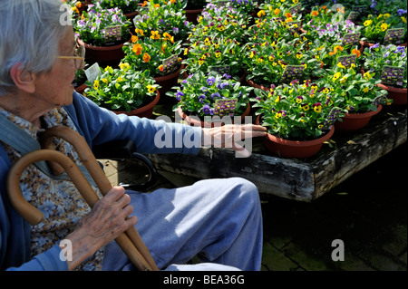 Vieille Femme assise dans un fauteuil roulant à l'alto au centre de jardin en fleurs Banque D'Images