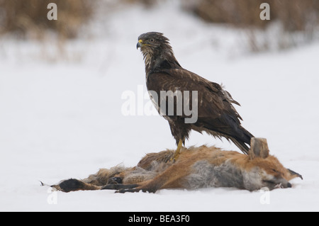 Buizerd zittend op een omgekomen vos en de en ; Eurasian Buzzard assis sur un renard mort dans la neige Banque D'Images