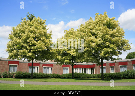 Un arbre bigarré qui provoque une variation agréable dans le jardin Banque D'Images