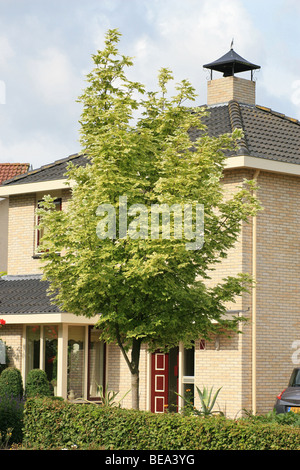 Un arbre bigarré qui provoque une variation agréable dans le jardin Banque D'Images