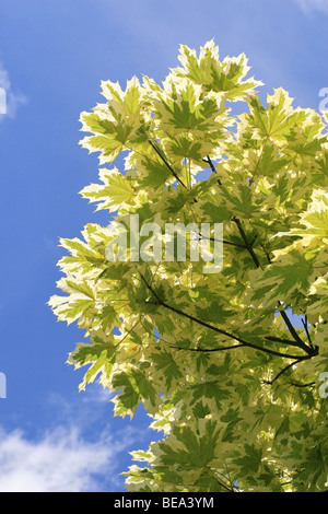 Un arbre bigarré qui provoque une variation agréable dans le jardin Banque D'Images