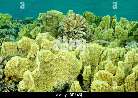 Vue panoramique sur une colonie de corail en mer Rouge, Egypte Banque D'Images