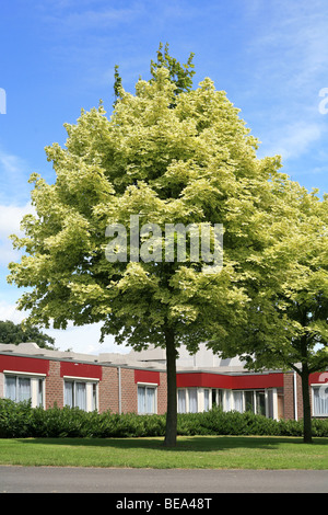 Un arbre bigarré qui provoque une variation agréable dans le jardin Banque D'Images