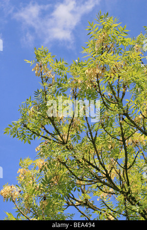 Jusqu'à 20 mètres et de décoration grand arbre, diffuse aussi en hiver avec des branches et bourgeons noir jaune Banque D'Images