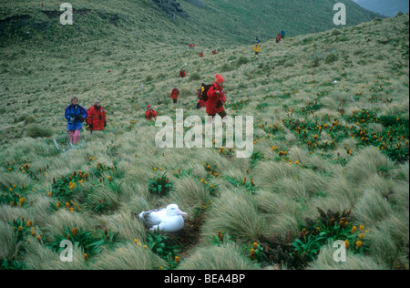 Les touristes en passant devant l'albatros royal sur son nid, l'île Campbell, Nouvelle-Zélande Banque D'Images