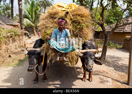 Les agriculteurs indiens à cheval charrette pleine de grains à Pandua dans les régions rurales de l'État du Bengale occidental en Inde Banque D'Images