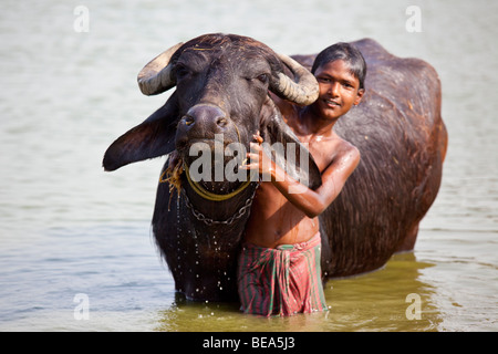 L'eau de lavage garçon près de Buffalo dans l'État du Bengale-Occidental en Inde Malda Banque D'Images