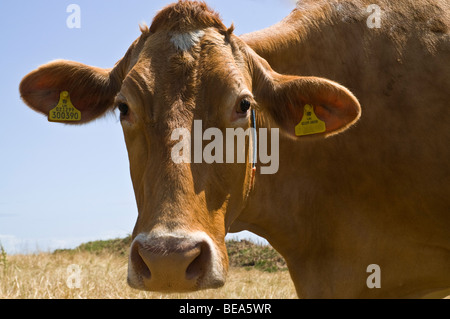 Dh Guernesey Guernesey GUERNESEY ANIMAL vache cow head close up vache laitière lait visage gros plan Banque D'Images