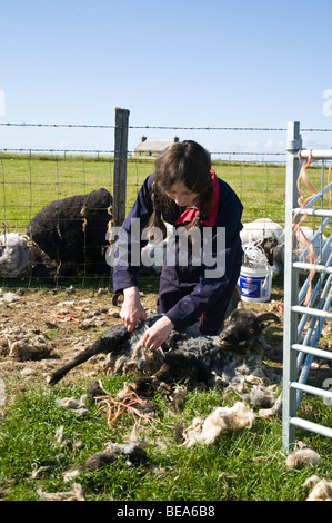 dh NORTH RONALDSAY ORKNEY fille en cisaille les moutons du Nord Ronaldsay tondeuses à main laine femme écosse grande-bretagne adolescent travaillant Banque D'Images