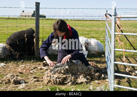 dh North Ronaldsay moutons NORTH RONALDSAY ORKNEY fille de tonte tondeuses à main femme polaire écosse agricole écrêtage laine Banque D'Images