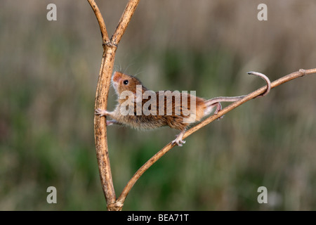 Micromys minutus, souris, Midlands, Septembre 2009 Banque D'Images