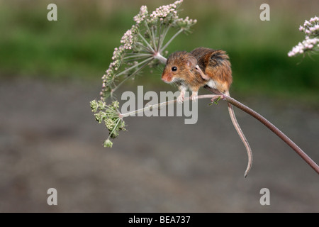 Micromys minutus, souris, Midlands, Septembre 2009 Banque D'Images