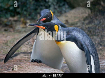 Le manchot royal (Aptenodytes patagonicus) Banque D'Images