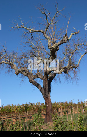 Chêne-liège herdade de Sao Miguel portugal alentejo Banque D'Images