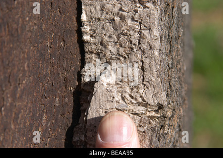 L'écorce de chêne-liège herdade de Sao Miguel portugal alentejo Banque D'Images