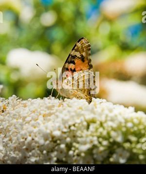 Close up d'un papillon monarque sur arbre aux papillons Banque D'Images