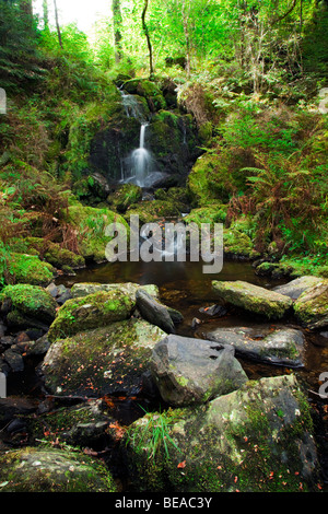 Une petite cascade qui finalement se jette dans la rivière Conwy à Betws-Y-coed entouré d'une végétation luxuriante, le Pays de Galles, Royaume-Uni Banque D'Images