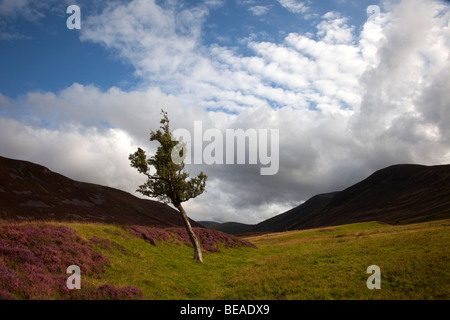 Seul Bouleau dans Glen Clunie Cluny ou dans le Parc National de Cairngorms, Aberdeenshire, Scotland, UK Banque D'Images