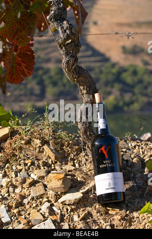 Vignoble du sol de schistes vau vintage 2000 Quinta do seixo portugal douro sandeman Banque D'Images