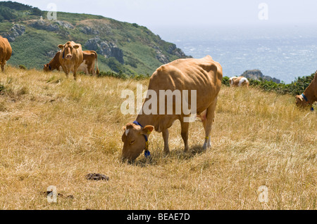 Dh Guernesey Guernesey GUERNESEY ANIMAL vache vaches qui paissent champ au-dessus de falaises côtières Guernesey Banque D'Images