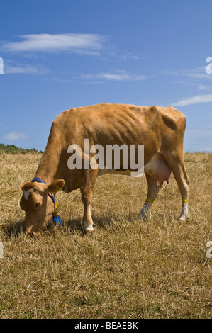 Dh Guernesey Guernesey GUERNESEY ANIMAL vache vache paissant dans stubbled domaine Banque D'Images