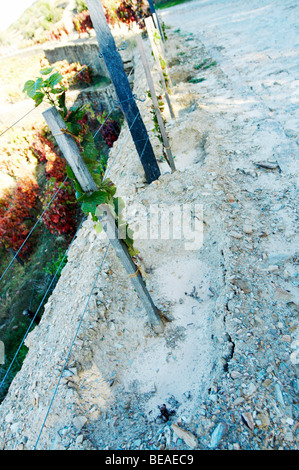 Récemment plantés de vignes vigne Quinta do seixo portugal douro sandeman Banque D'Images