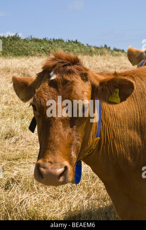 Dh Guernesey Guernesey GUERNESEY ANIMAL vache cow head close up race face l'élevage lait Banque D'Images