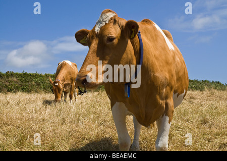 Dh Guernesey Guernesey GUERNESEY ANIMAL vache vaches dans stubbled traite laitière sur le terrain terrain agricole Bétail Banque D'Images