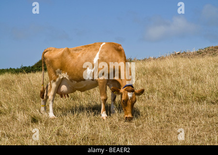 dh Guernesey vache GUERNSEY vaches laitières pâturage dans les champs de culture rurale Banque D'Images