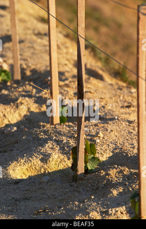 Récemment plantés de vignes vigne Quinta do seixo portugal douro sandeman Banque D'Images