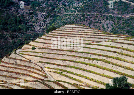 Vignes près de Vale de mendiz portugal douro Banque D'Images