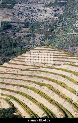 Vignes près de Vale de mendiz portugal douro Banque D'Images