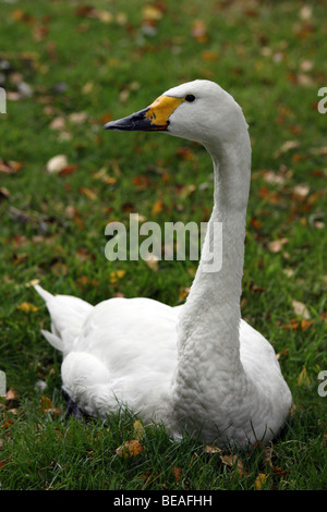 Le cygne de Bewick Cygnus bewickii assis sur l'herbe prise à Martin simple WWT, Lancashire, UK Banque D'Images