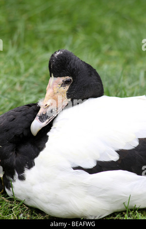 Magpie Goose Anseranas semipalmata Sitting on Grass prises à Martin simple WWT, Lancashire UK Banque D'Images