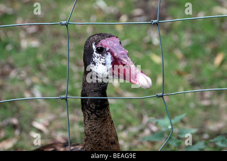 Black Spur-winged Goose Plectropterus gambensis culminant dans la clôture à Martin simple WWT, Lancashire UK Banque D'Images