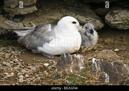 dh Fulmar BIRD UK Fulmar Fulmarus glacialis bébé nid seacliff poussin Nord Ronaldsay Orkney fulmars poussins nicheurs Banque D'Images