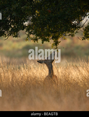 Red Deer hinds Cervus elaphus in early morning light Banque D'Images