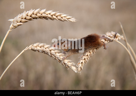 Souris Micromys minutus, la récolte, les épis de maïs, des Midlands, Septembre 2009 Banque D'Images