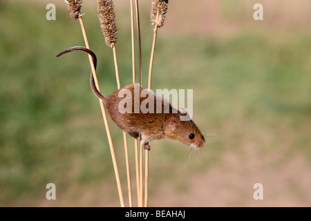 Micromys minutus, souris, Midlands, Septembre 2009 Banque D'Images