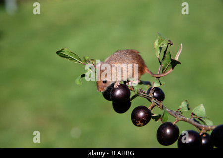 Micromys minutus, souris, sur Prunelle, Midlands, Septembre 2009 Banque D'Images