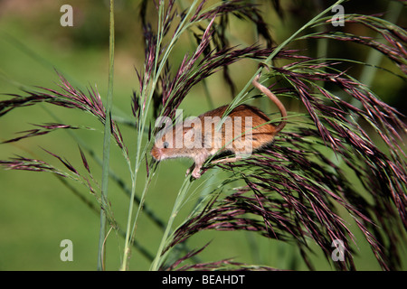 Micromys minutus, souris, Midlands, Septembre 2009 Banque D'Images