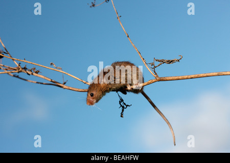 Micromys minutus, souris, Midlands, Septembre 2009 Banque D'Images