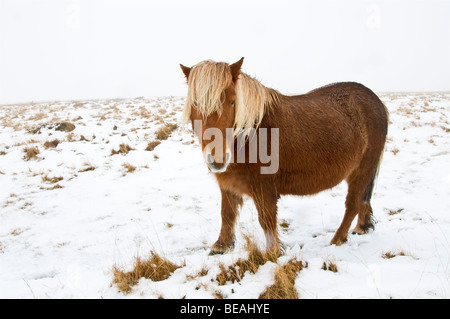 Darmoor en poney Dartmoor, la neige d'hiver Banque D'Images